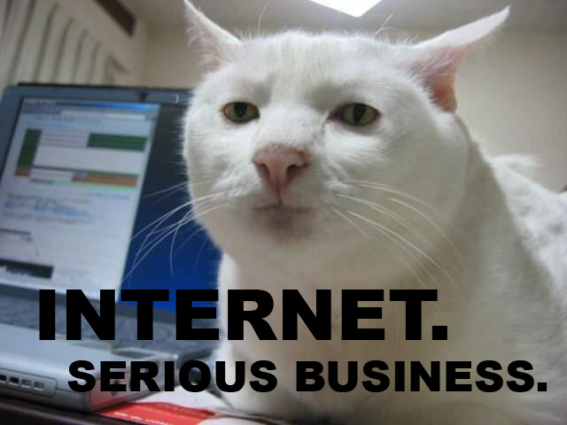 internet-serious-business-cat.jpg?